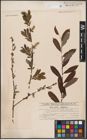 Foto von Salix aurita L. x Salix purpurea L.